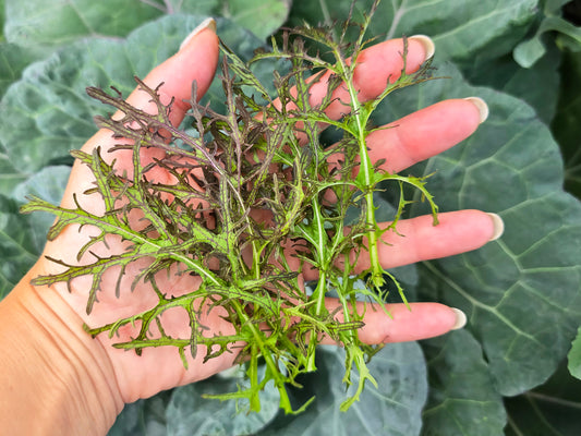 Crimson Tide Mustard Green Seeds