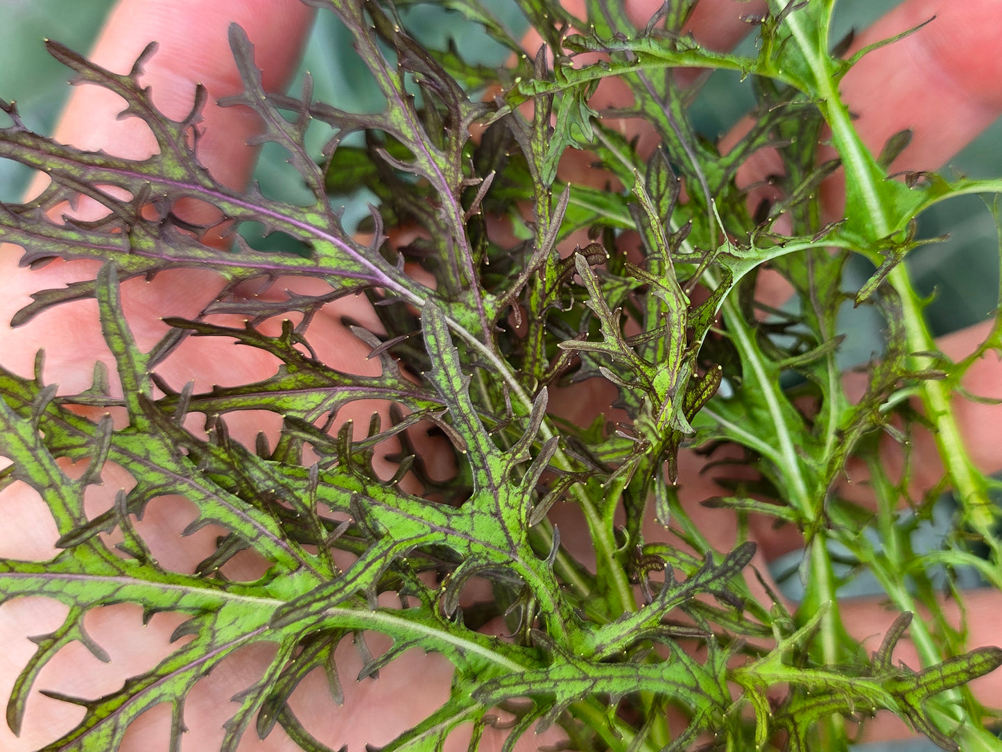Crimson Tide Mustard Green Seeds