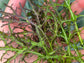 Crimson Tide Mustard Green Seeds
