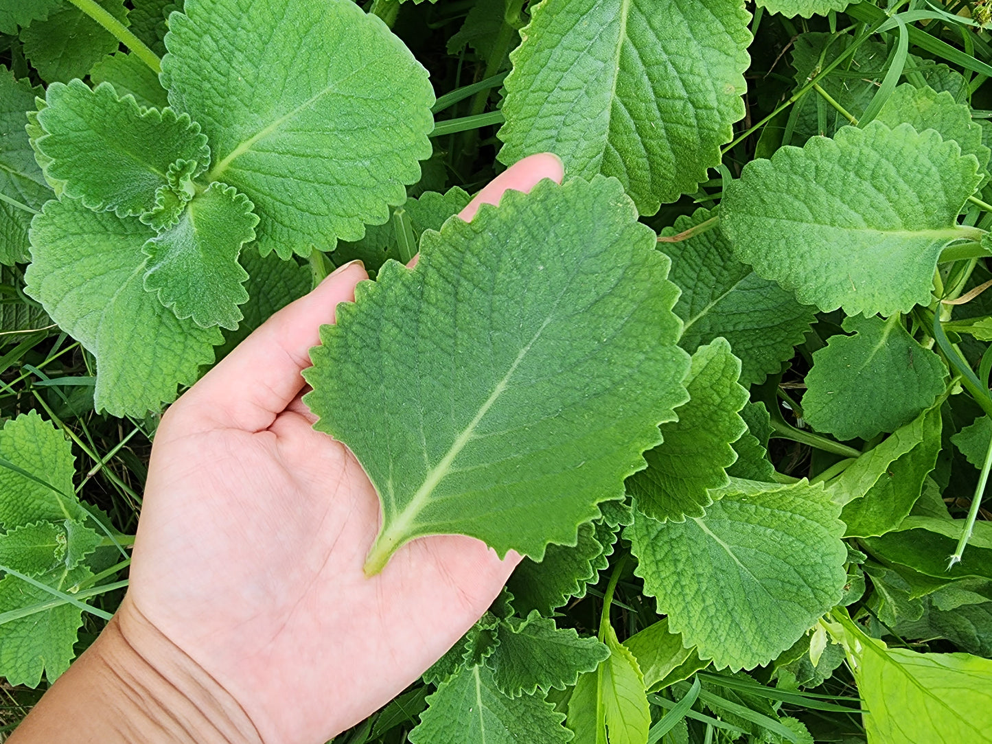 succulent oregano Cuban Oregano – Live Heat-Tolerant Tropical Herb – Jerra's Garden