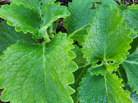Cuban Oregano LIVE plant