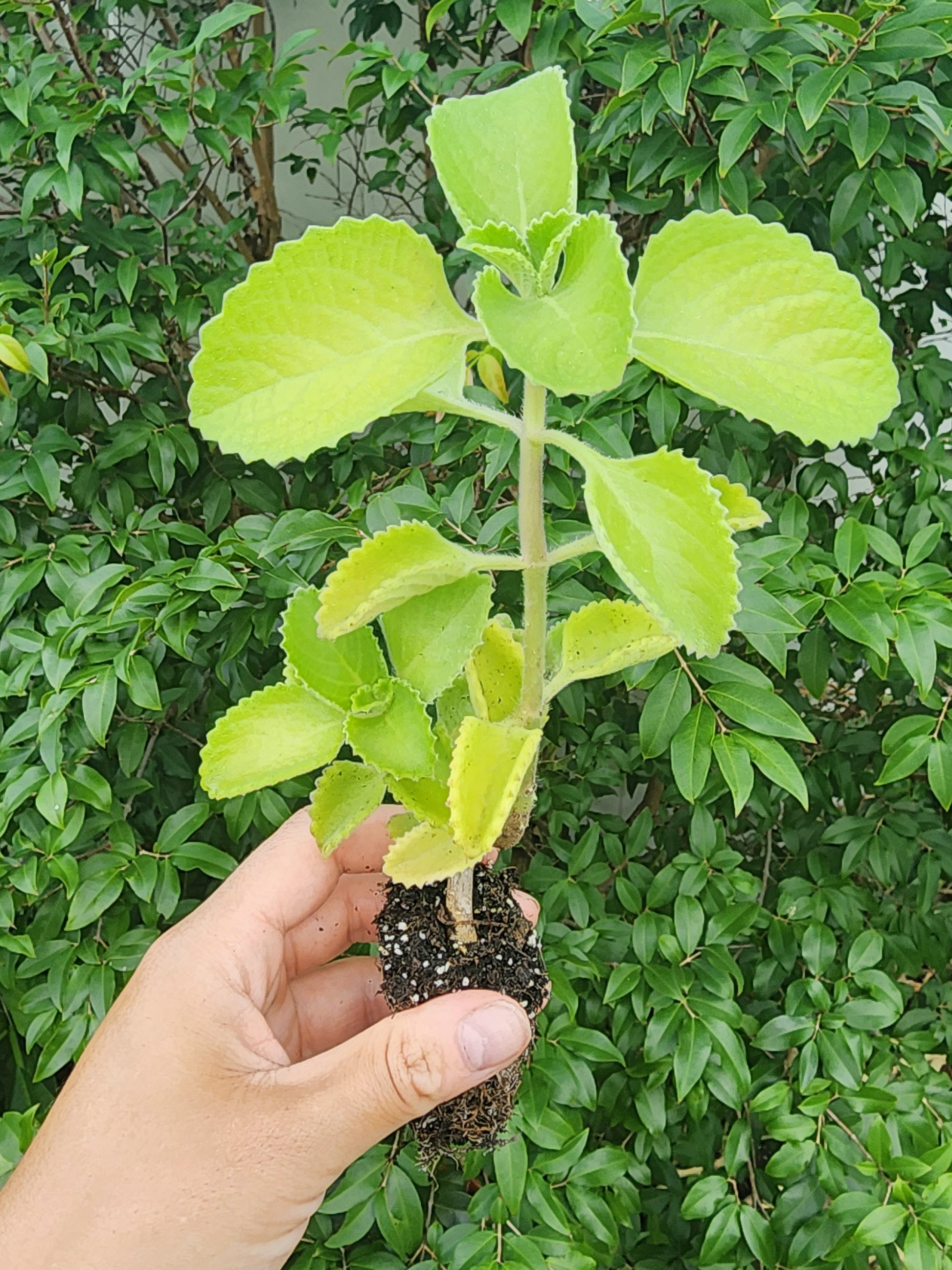 succulent oregano Cuban Oregano – Live Heat-Tolerant Tropical Herb – Jerra's Garden