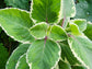 Variegated Cuban Oregano LIVE plant