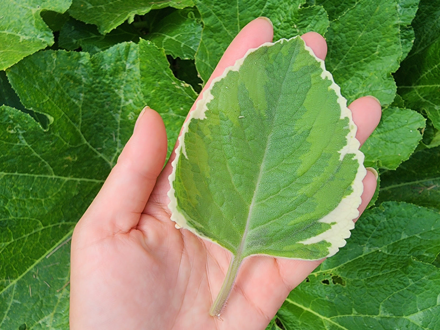 Variegated Cuban Oregano LIVE plant