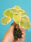 Variegated Cuban Oregano LIVE plant