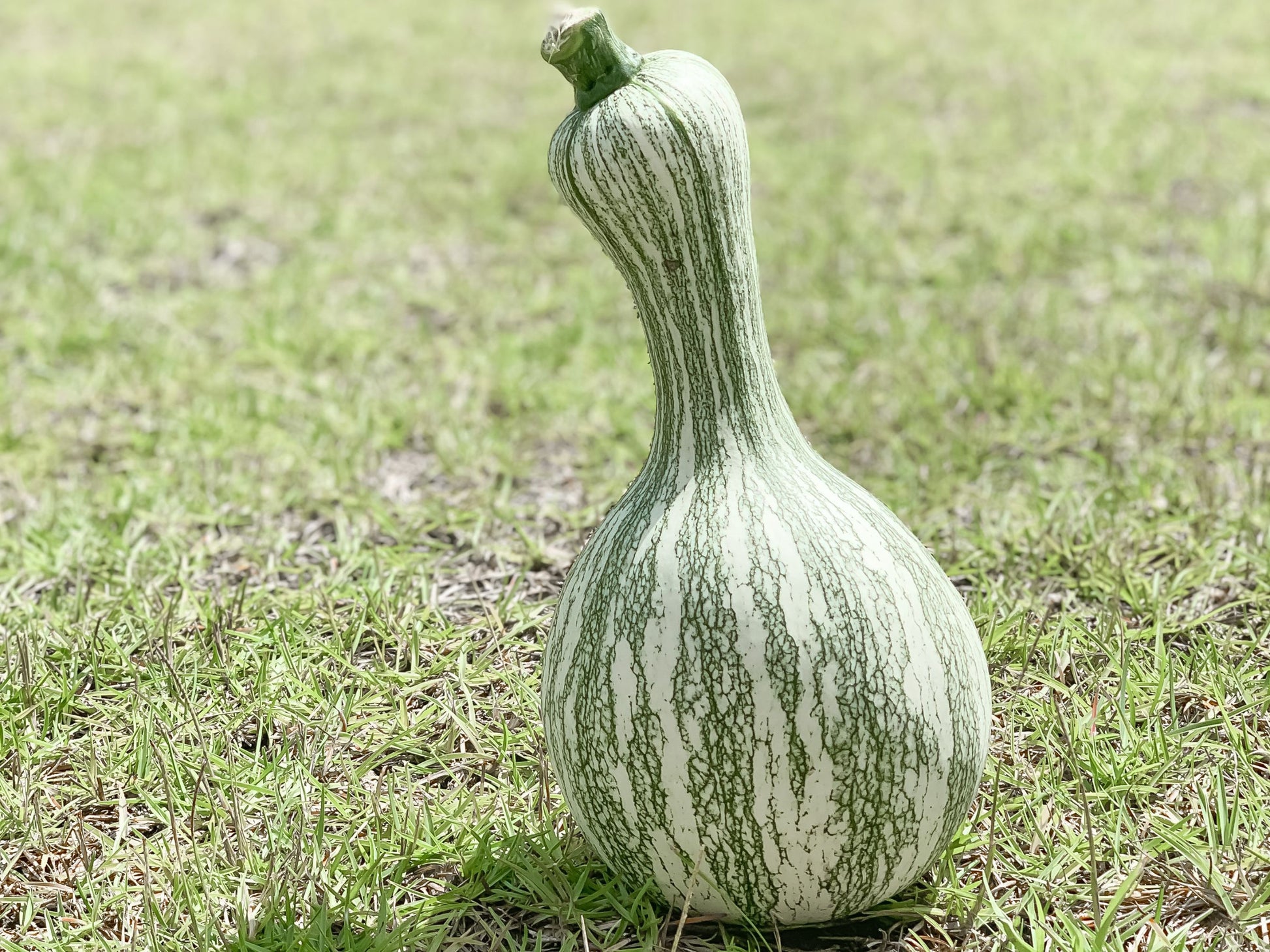 cuscus seed plant Heirloom Cushaw Squash Seeds