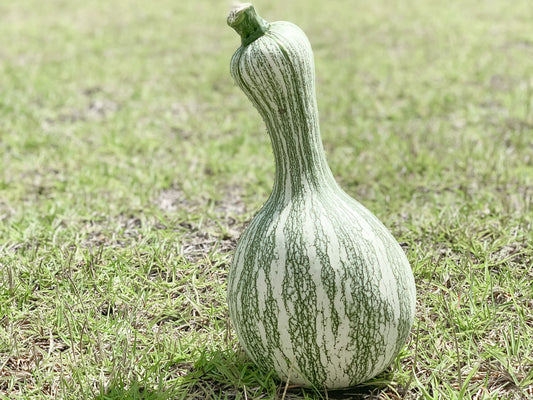 Cushaw Pumpkin or Winter Squash Seeds