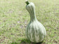 Cushaw Pumpkin or Winter Squash Seeds