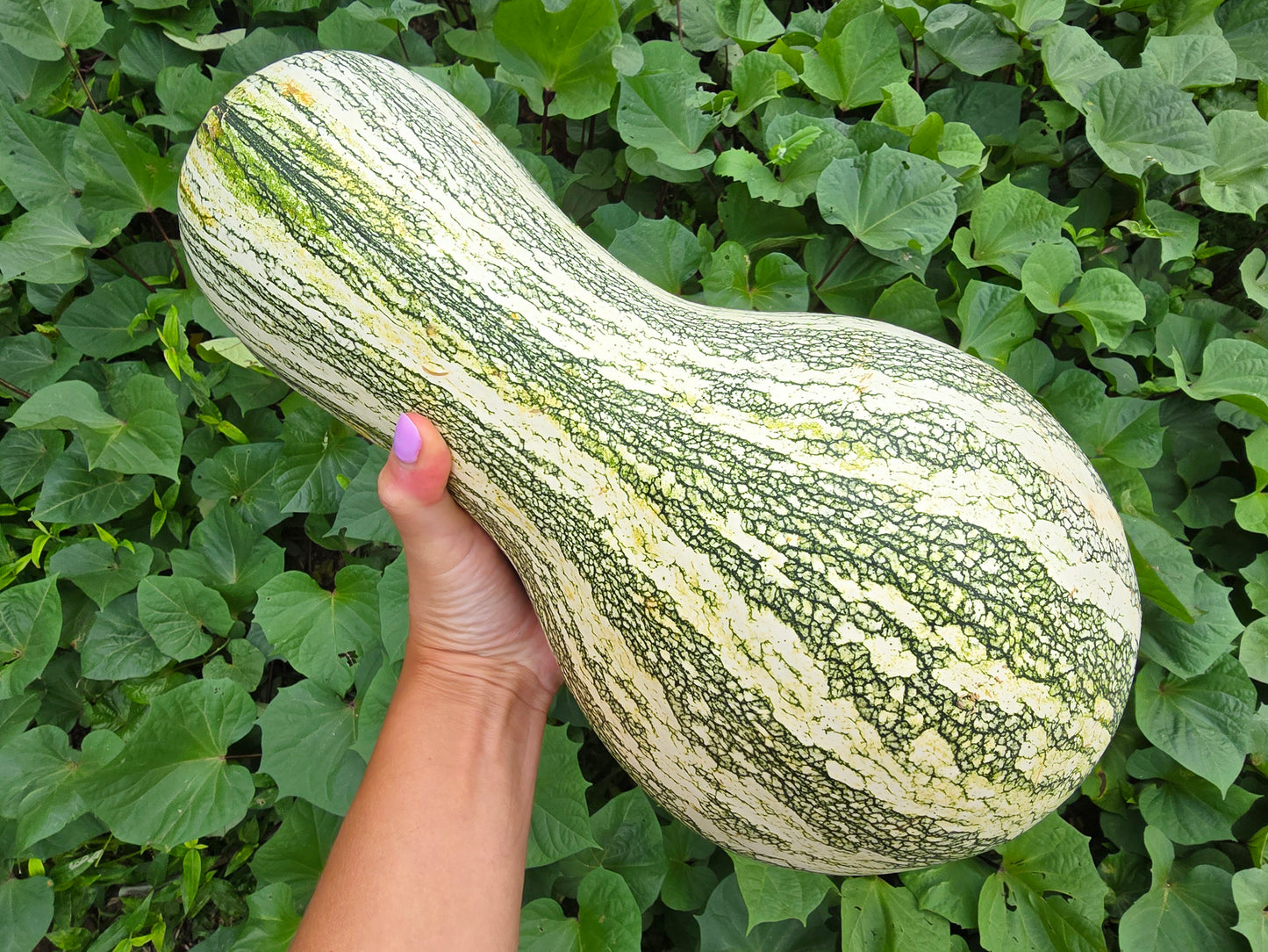 Cushaw Pumpkin or Winter Squash Seeds