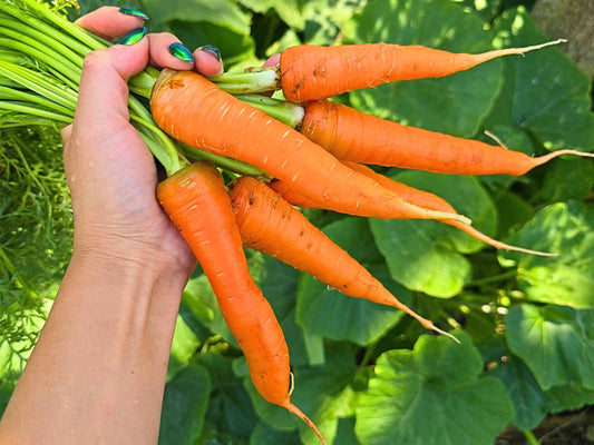 Danvers Carrot Seeds