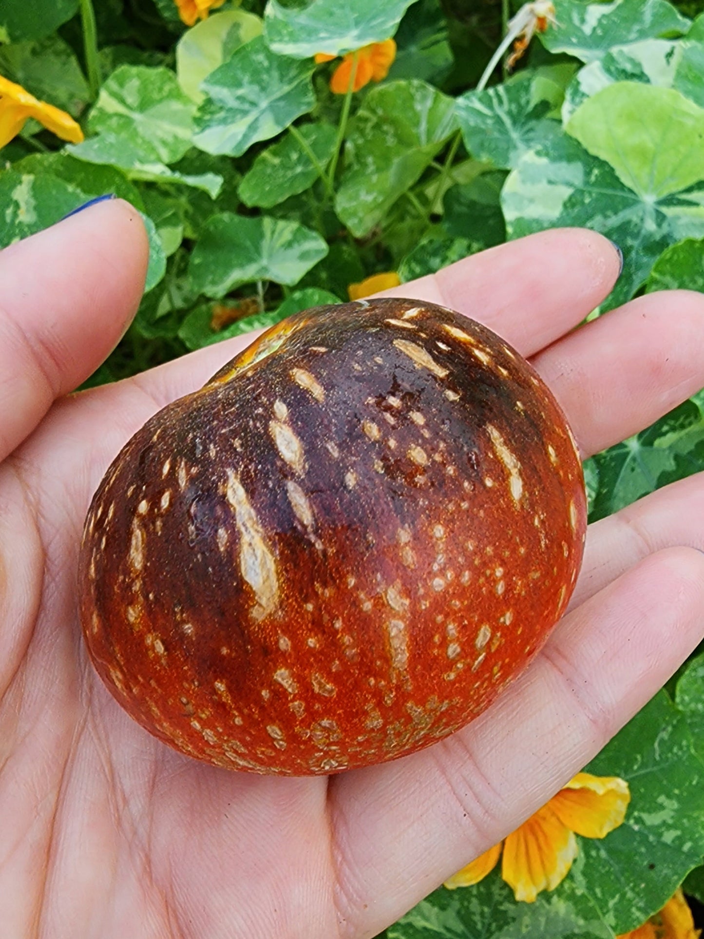 Dark Galaxy Tomato Seeds
