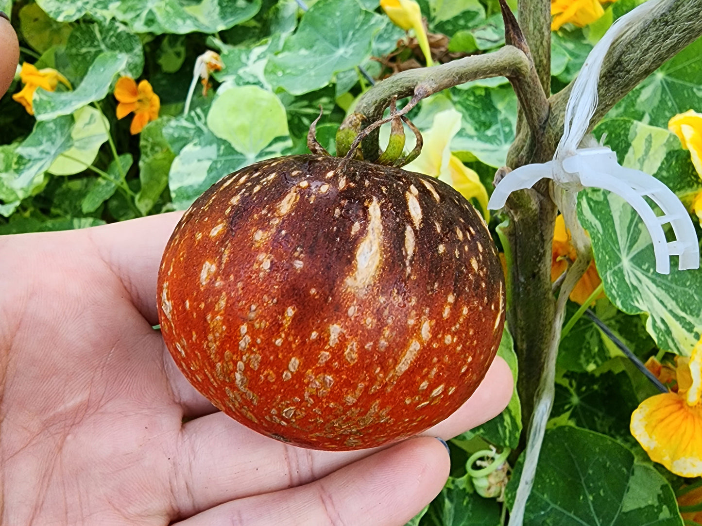 Dark Galaxy Tomato Seeds