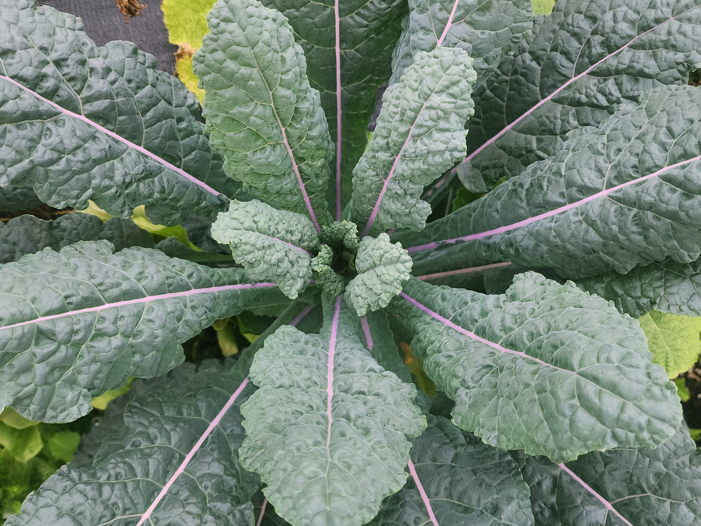 Dazzling Blue Kale Seeds