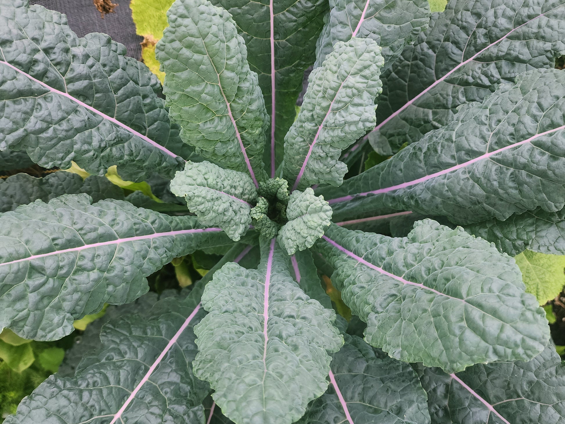 planting lacinato kale seeds Dazzling Blue Kale – Heirloom Lacinato with Violet Stems – Jerra's Garden