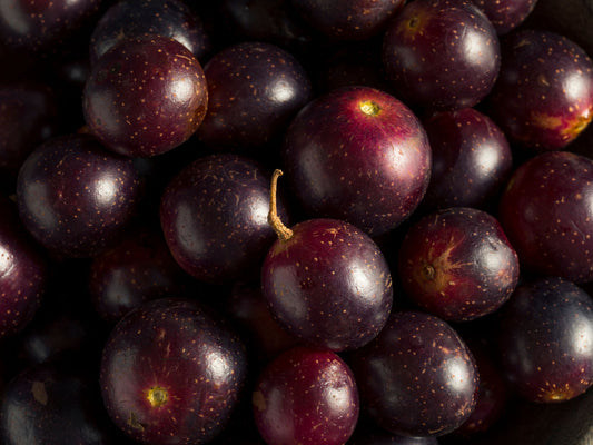 Delicious Black Muscadine Grape LIVE Perennial Starter Plant