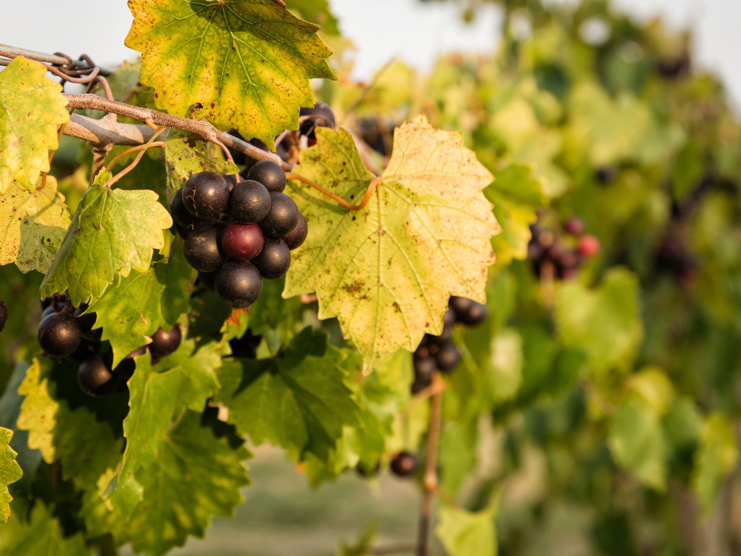 Delicious Black Muscadine Grape LIVE Perennial Starter Plant