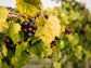 Delicious Black Muscadine Grape LIVE Perennial Starter Plant