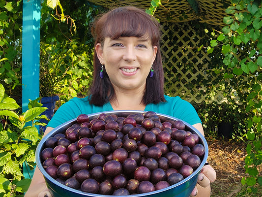 Southern Home Black Muscadine Grape LIVE Perennial Plant