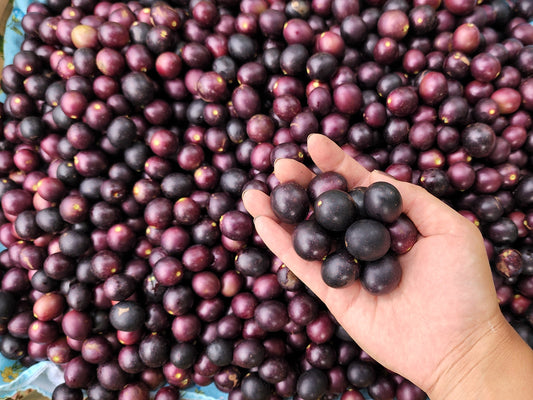 Southern Home Black Muscadine Grape LIVE Perennial Plant