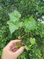 Delicious Black Muscadine Grape LIVE Perennial Starter Plant