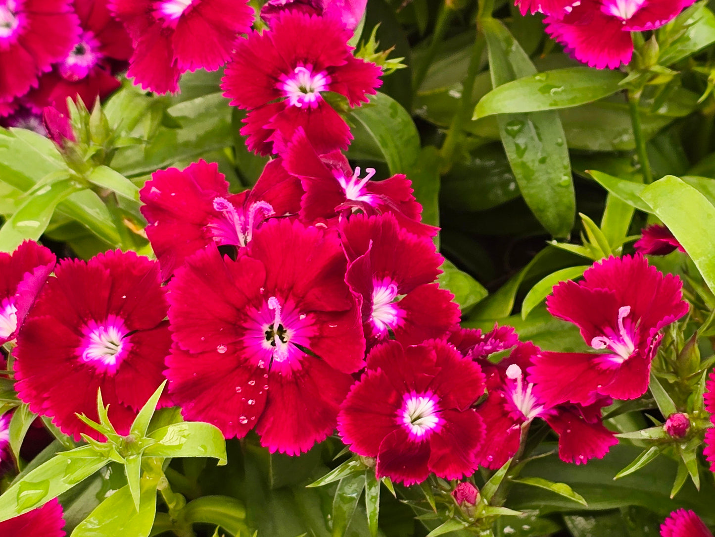 Sweet William (Dianthus) Flower Seeds