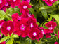 Sweet William (Dianthus) Flower Seeds