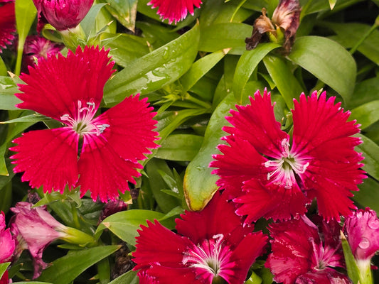Sweet William (Dianthus) Flower Seeds