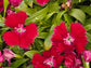 Sweet William (Dianthus) Flower Seeds