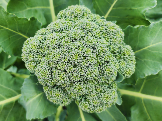 Di Cicco Broccoli Seeds
