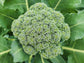 Di Cicco Broccoli Seeds