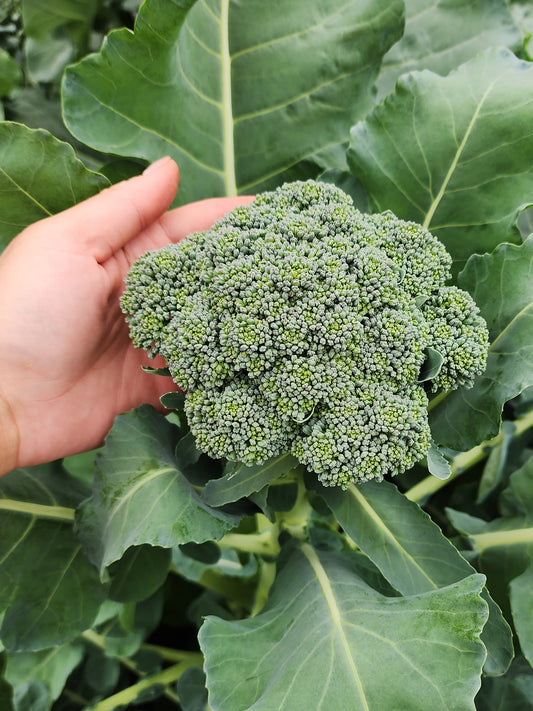 Di Cicco Broccoli Seeds