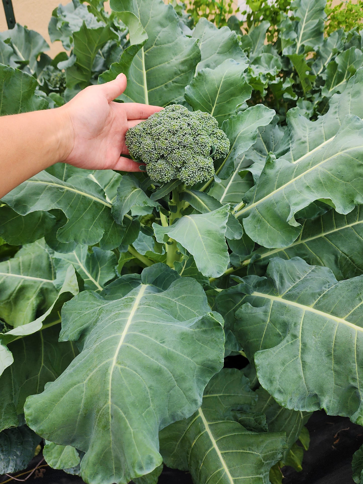 Di Cicco Broccoli Seeds