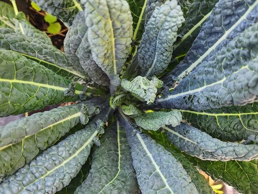 Black Tuscan Lacinato aka Dinosaur Kale Seeds