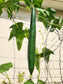 Smooth Dishcloth Luffa for Sponges Seeds
