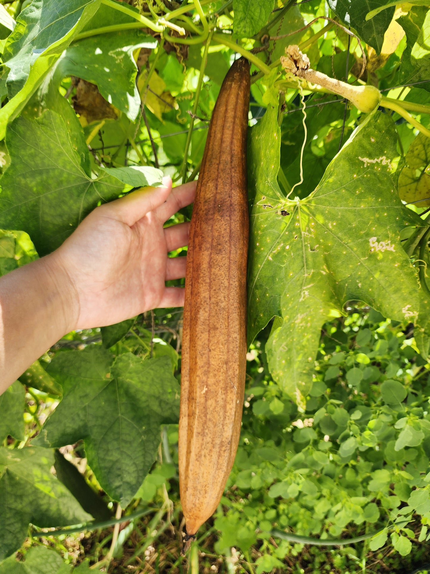 Smooth Dishcloth Luffa for Sponges Seeds