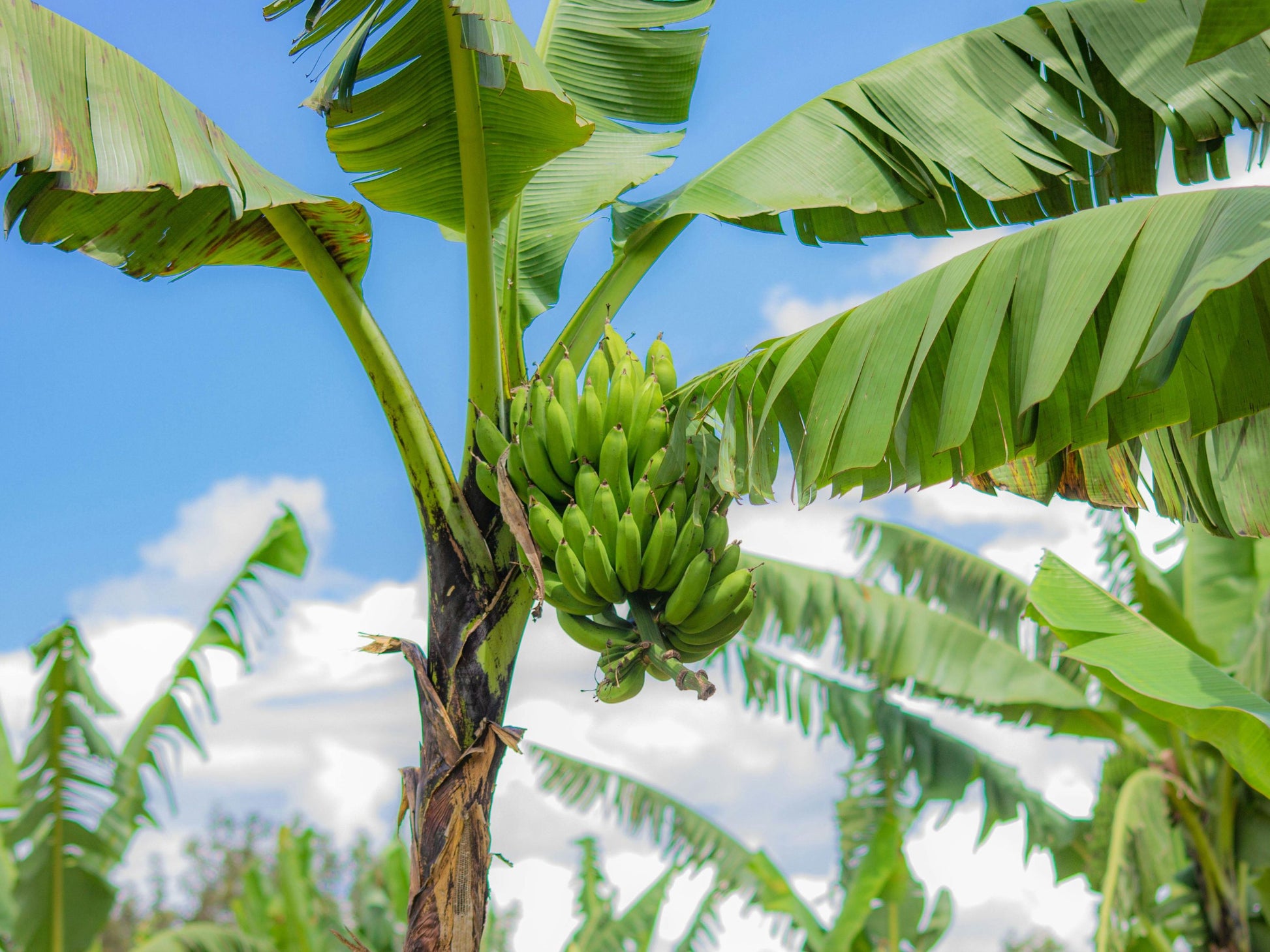 tropical plants banana palm Double Mahoi Banana LIVE PLANT