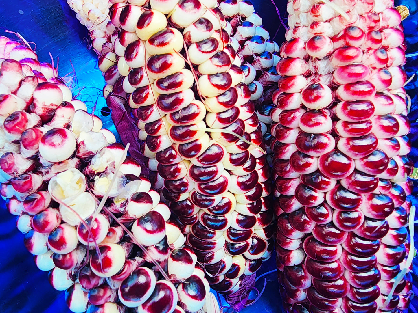 Double Red Heirloom Sweet Corn Seeds