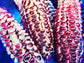 Double Red Heirloom Sweet Corn Seeds