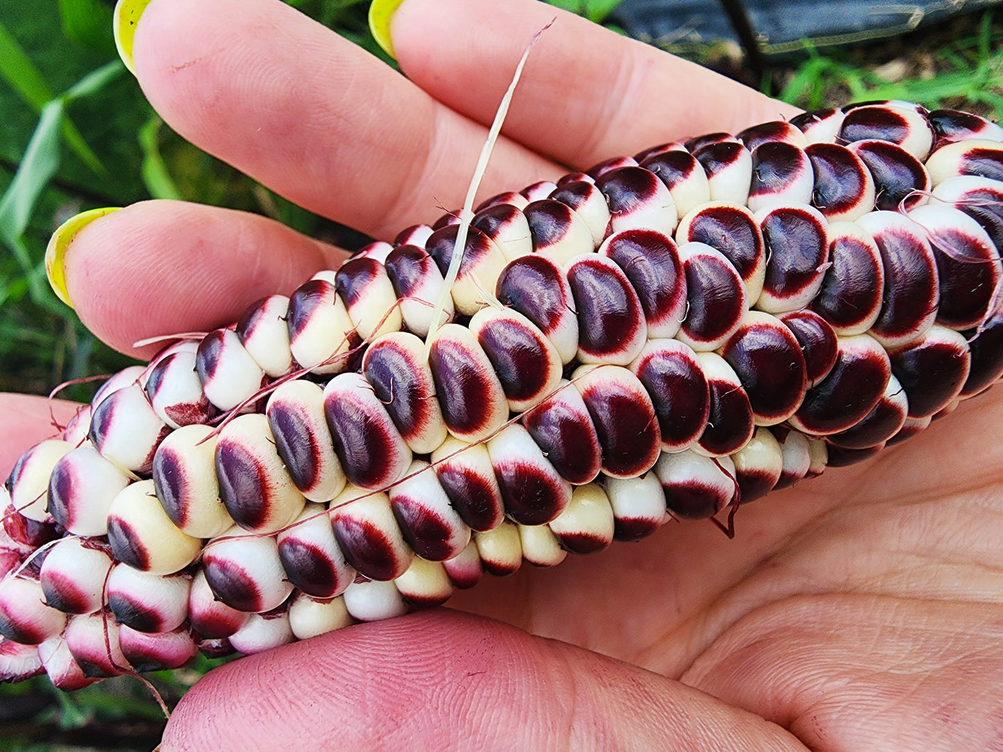Double Red Heirloom Sweet Corn Seeds