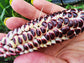 Double Red Heirloom Sweet Corn Seeds