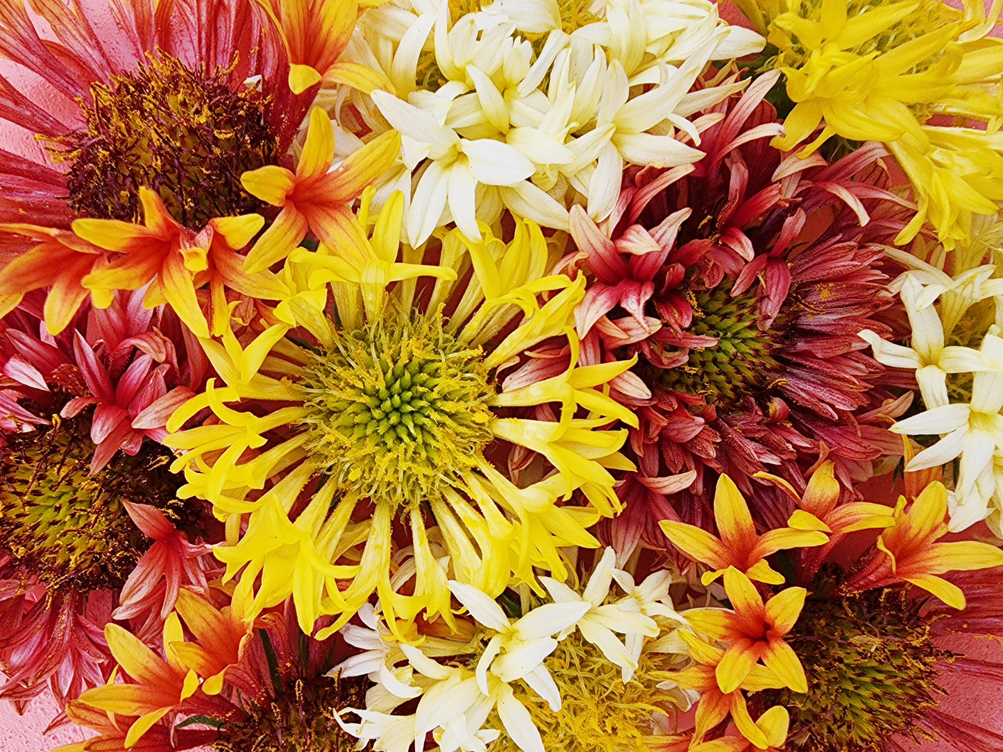 Double Sunset Blanket Flower Seeds