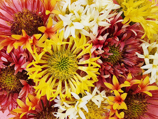 Double Sunset Blanket Flower Seeds
