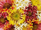 Double Sunset Blanket Flower Seeds