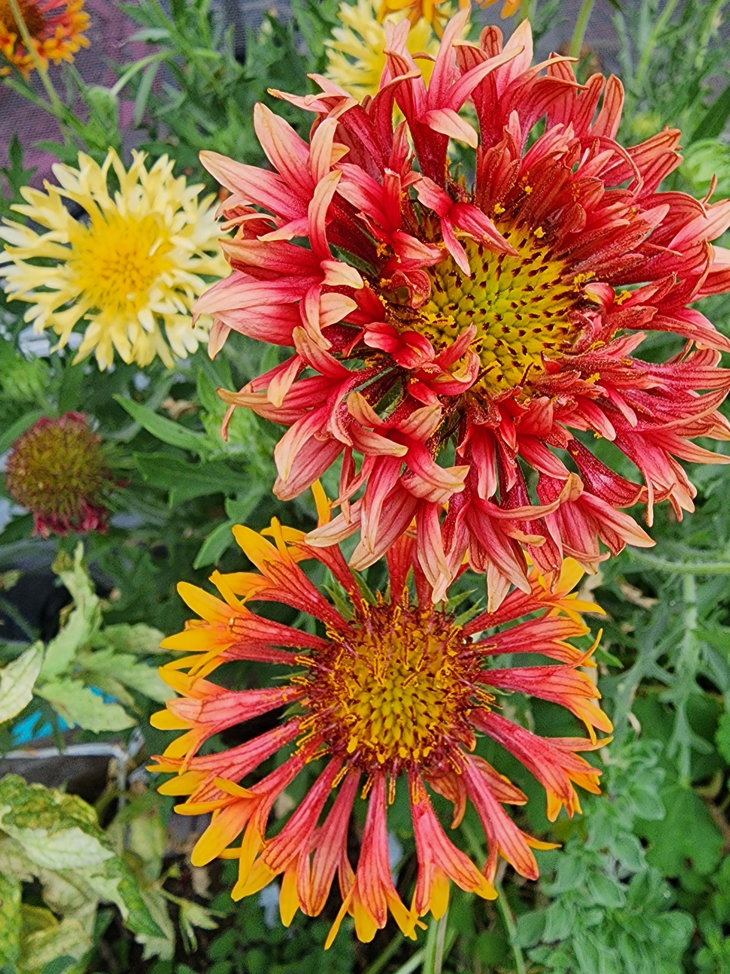 Double Sunset Blanket Flower Seeds