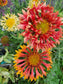 Double Sunset Blanket Flower Seeds