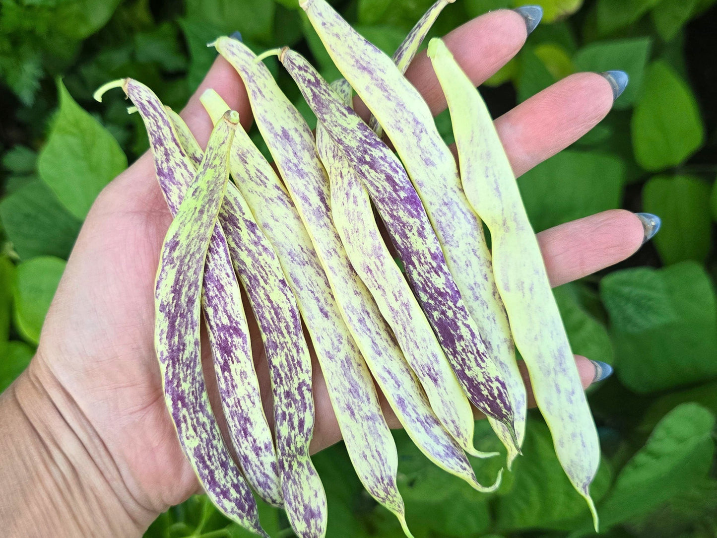 Dragon Tongue Bush Bean Seeds