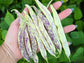 Dragon Tongue Bush Bean Seeds