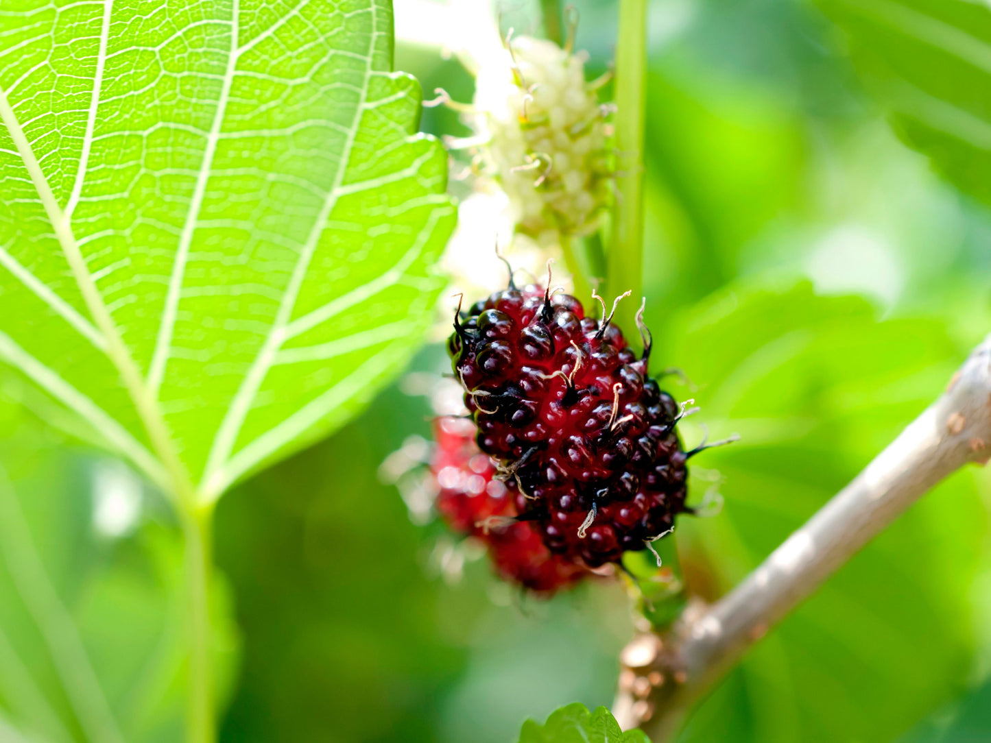 Dwarf Everbearing Mulberry Fruit Tree LIVE Starter Plant