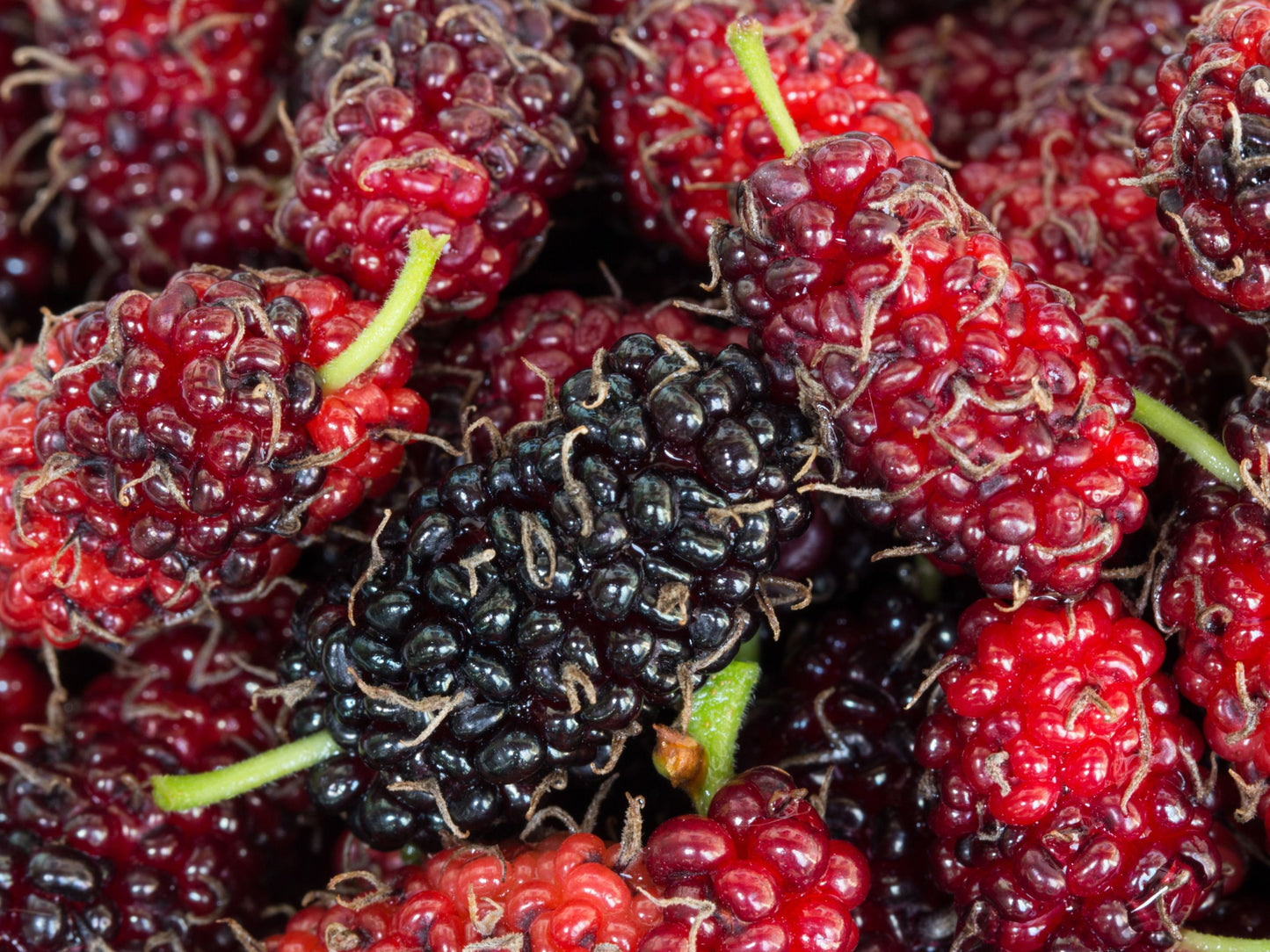 Dwarf Everbearing Mulberry Fruit Tree LIVE Starter Plant