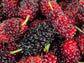 Dwarf Everbearing Mulberry Fruit Tree LIVE Starter Plant